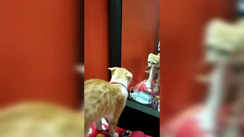 Cat looks into mirror with shocked feelings!