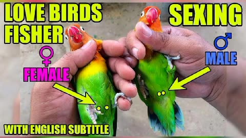 Birds Gender