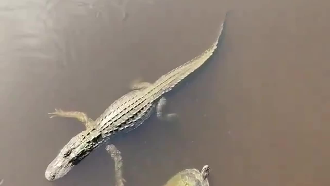 Did this Turtle high five an Alligator? 😂