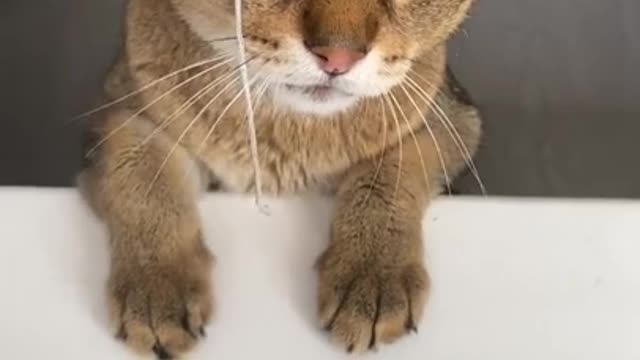 Hilarious and funny cat reaction Part 4: Talking cat😂😂😂