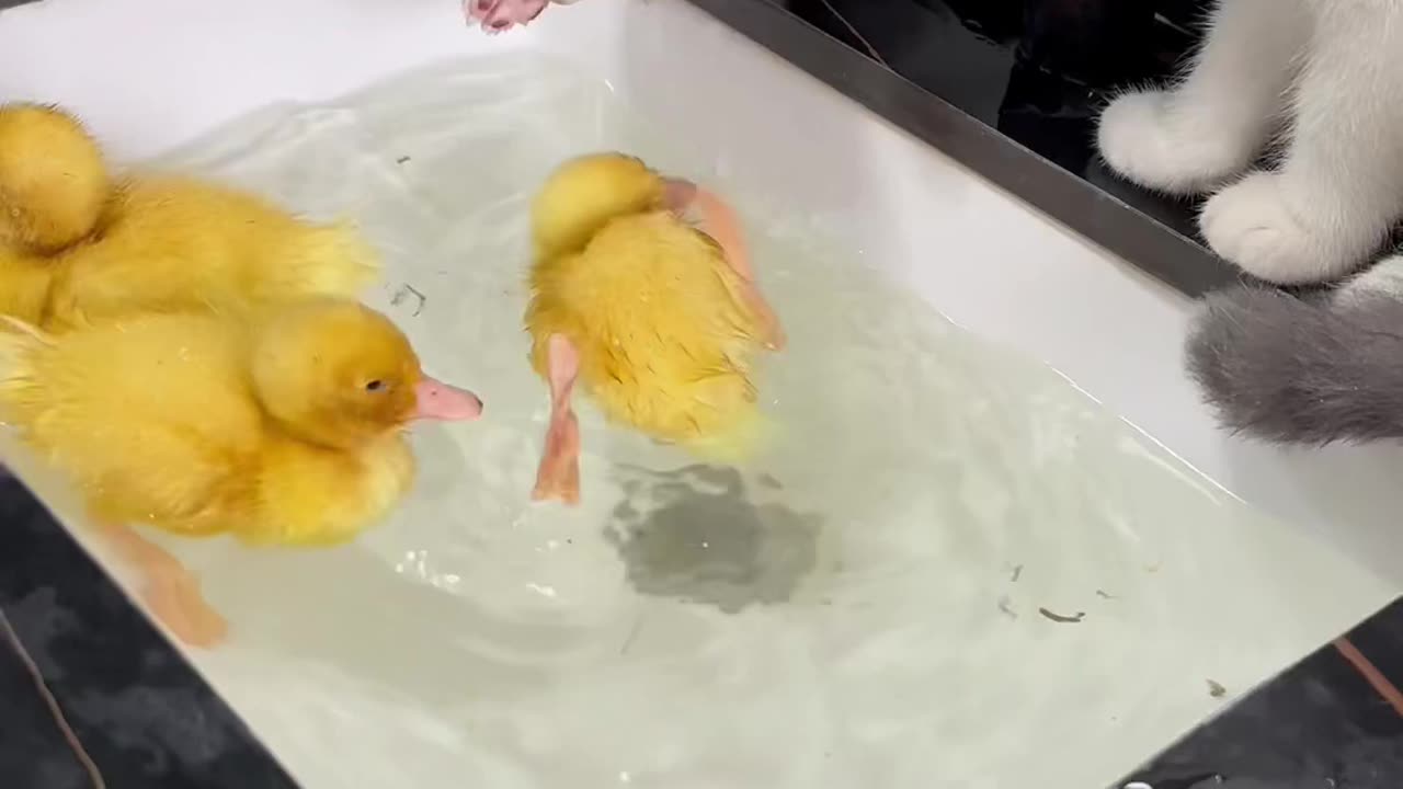 Duckling teaches kitten to wash and swim_アヒルの子が子猫に