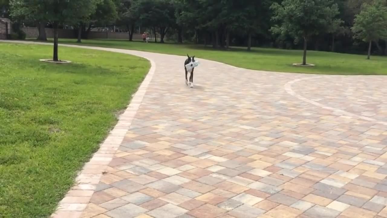 Hard-working Great Dane helps deliver the newspaper