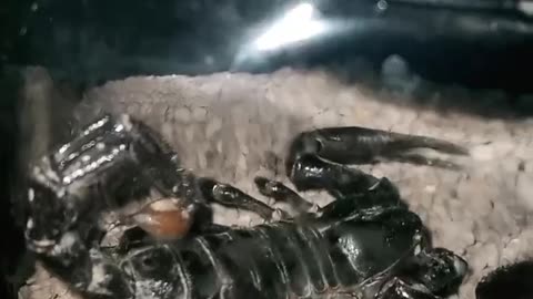 Emperor scorpio...!!!