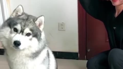 Funniest Cats and Dogs __ Part 1