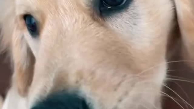 Happy doggo😘