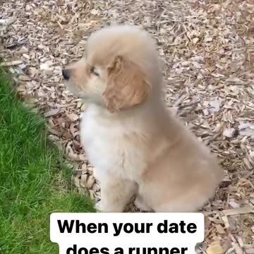 Cute puppy watches his friend running through the fence