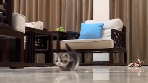 Funny Video
