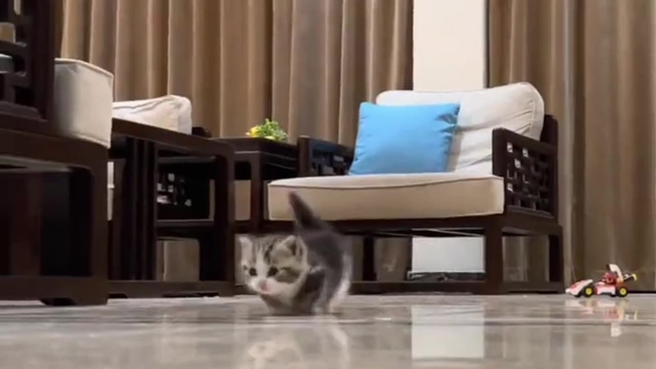 Funny Video