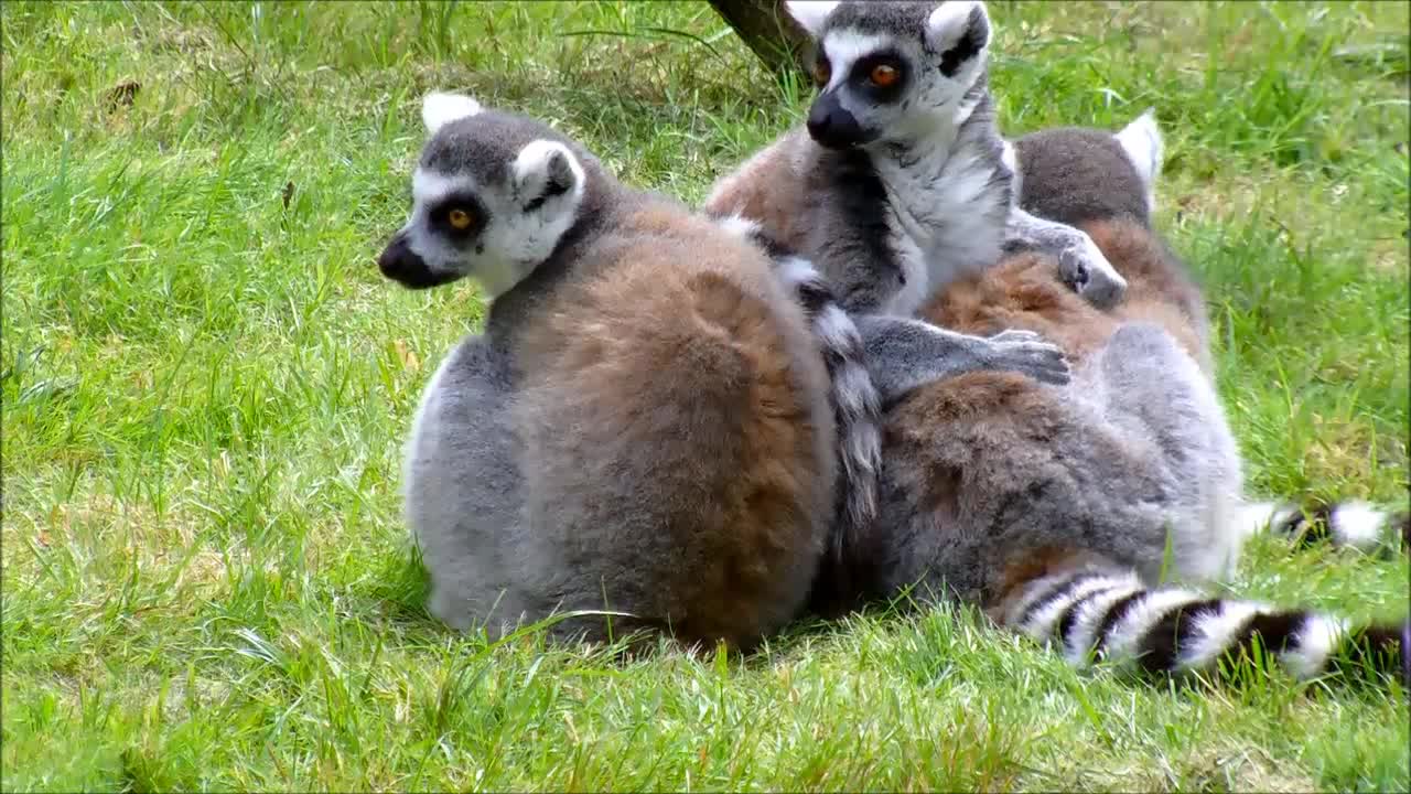 Ring-Tailed Lemurs Cleaning