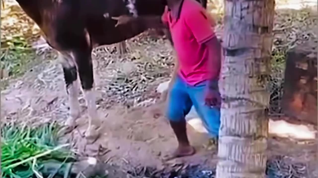 Horse kick