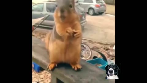 Hilarious Animal