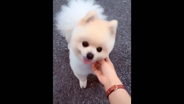 OMG! So Cute and Funny Cats and Dogs | Don't try to hold back Laughter