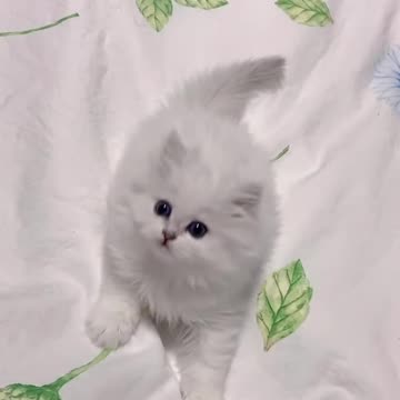 Aww Cute Cats tutorial & Meowing Meow Kittens & Funny Meow Cat #Shorts #catmeow