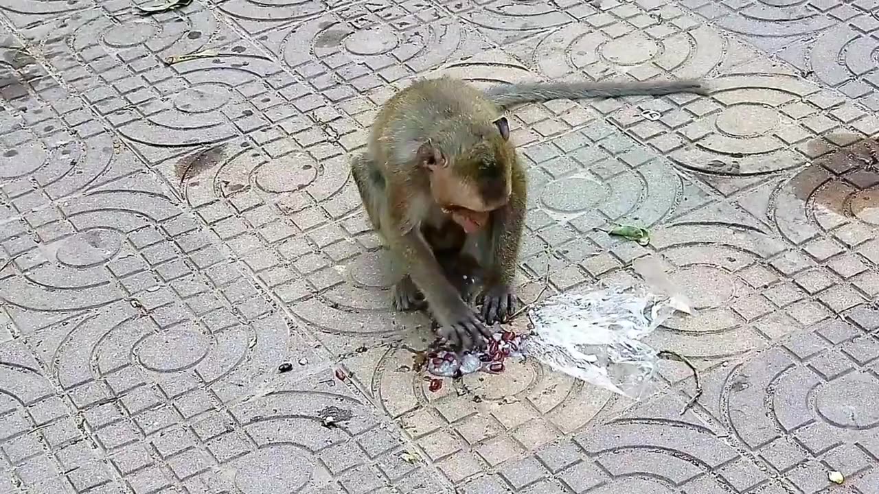 Funny video monkey 2023 cute cute ,Funny animals😂