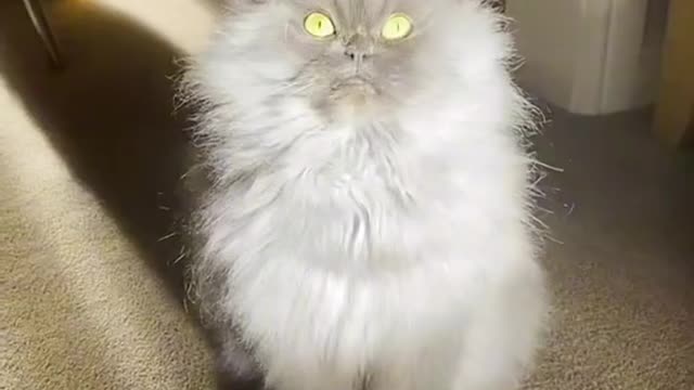 We are not worthy 👑 the Persian