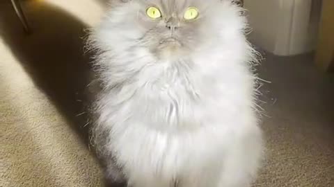We are not worthy 👑 the Persian