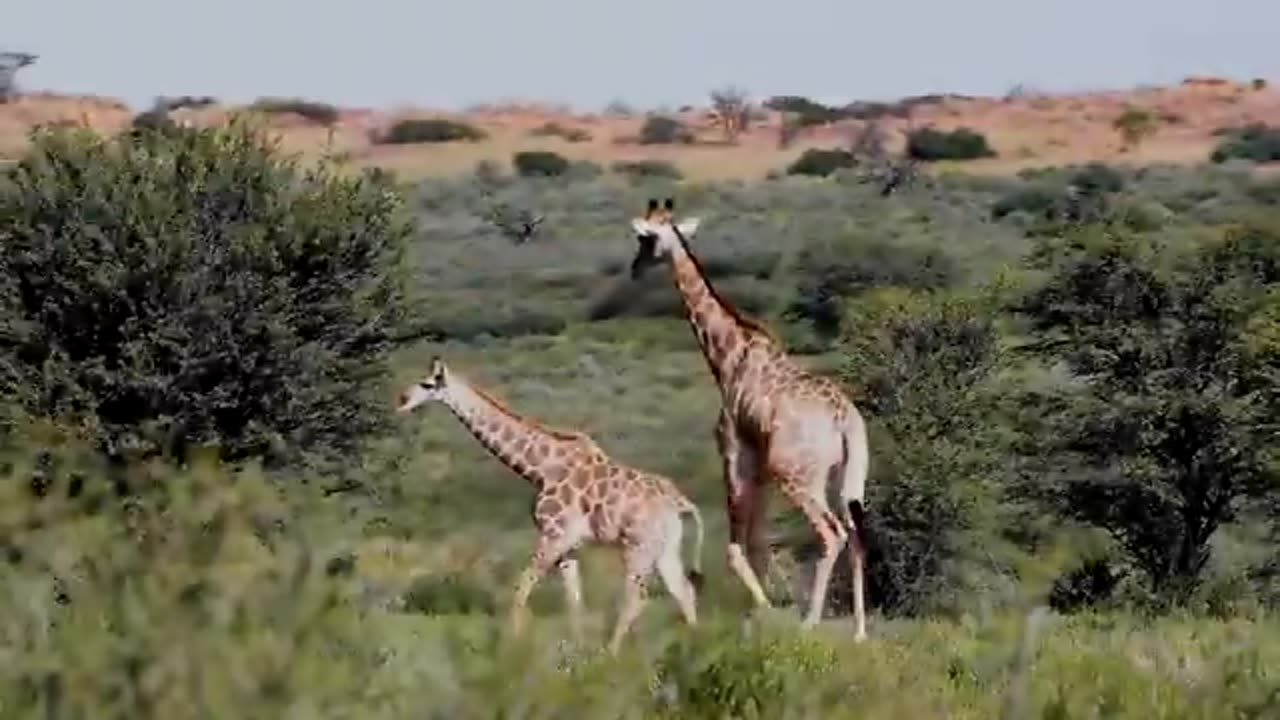 animals video