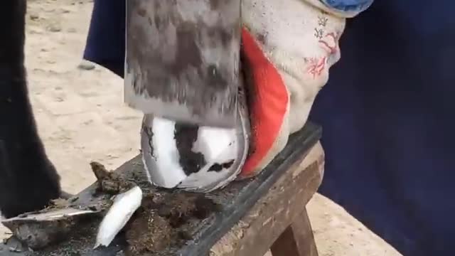 Horse hoof restoration | Horse hoof cleaning