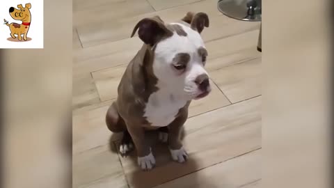 Super Cute Animal Videos