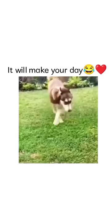 Funny moments with my dog #30 🐕