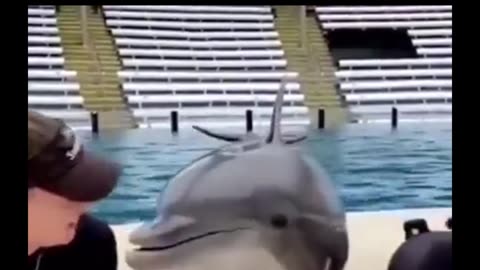 Dolphins always love humans
