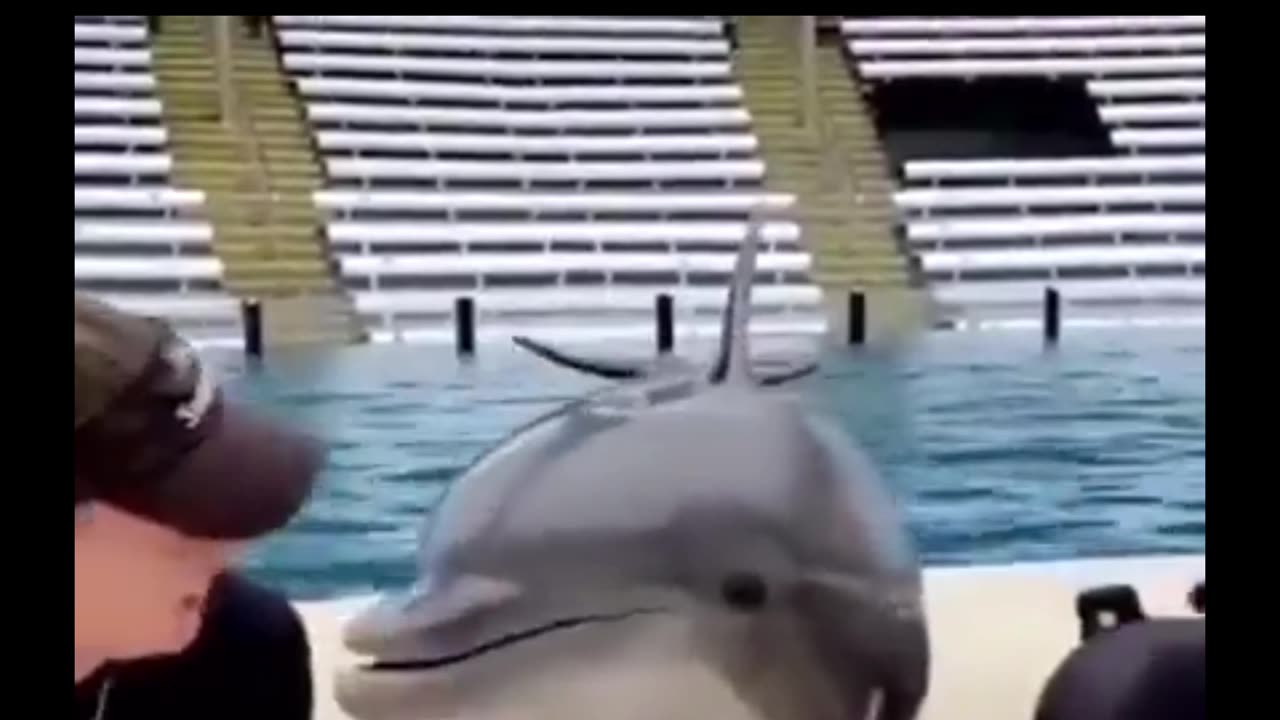 Dolphins always love humans