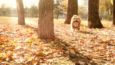 Corgi dog running in an autum forest