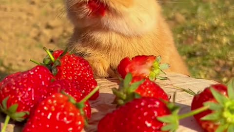 Rabbit eating strawberries