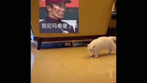 funny animals. laught