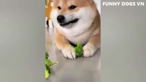 Adorable Furry Friends: The Funniest Animal Videos of 2023 That Will Make Your Day!