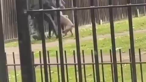 Terrible attack of a pit bull on a woman