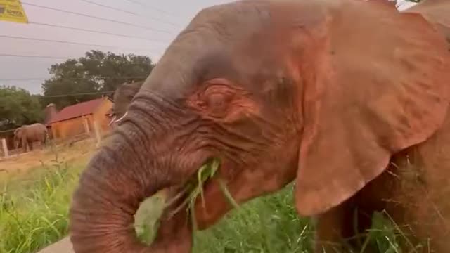 Watch out for those tusks! 🐘 Elephant💕 #sundaymorning