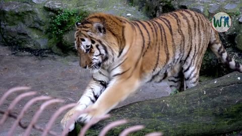 #1 Top 9 most Beautiful Animals