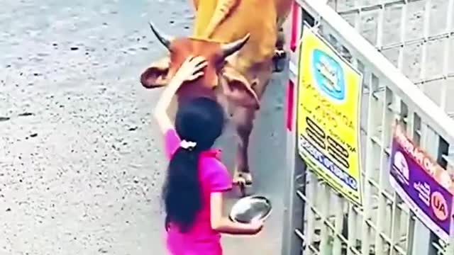 Cow anda Gir Together- Credits: