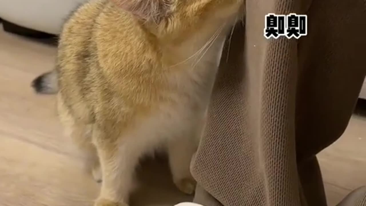 New Funny Animals, Funniest Cats and Dogs Videos 67