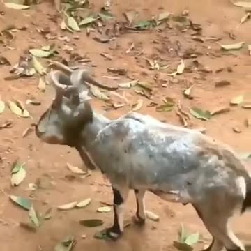 Animaux funny animal