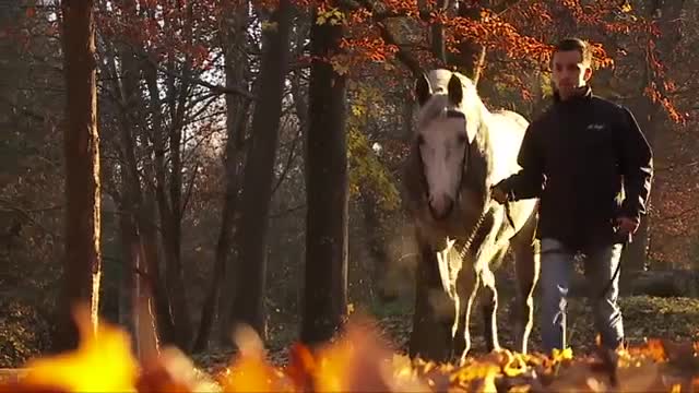 Arabian thoroughbred horse