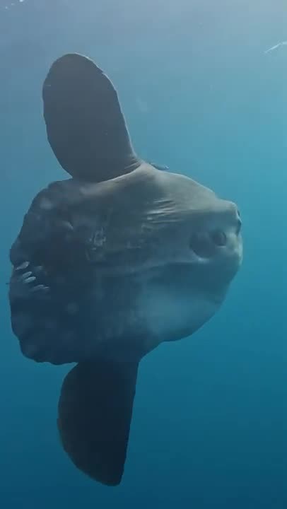 the gigantic Moonfish