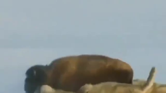 attacking animals
