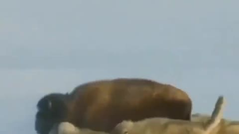 attacking animals