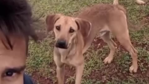 Funny cat and dog