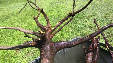 White birch roots