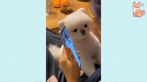 Angry - Funny Dogs of TikTok 😮 - angry Pet videos 😱