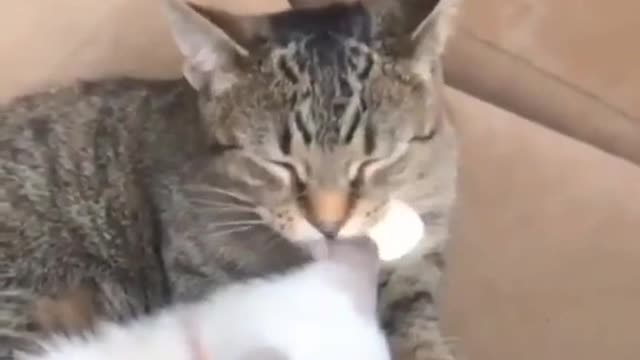 Cute Cat | Cute Pets Funny Animals Compilation #shorts