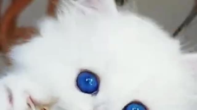 Lovely and cute cat