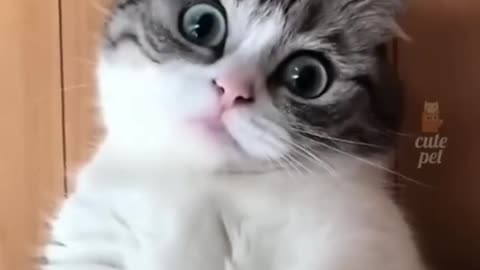 The cute cat funny video 😻