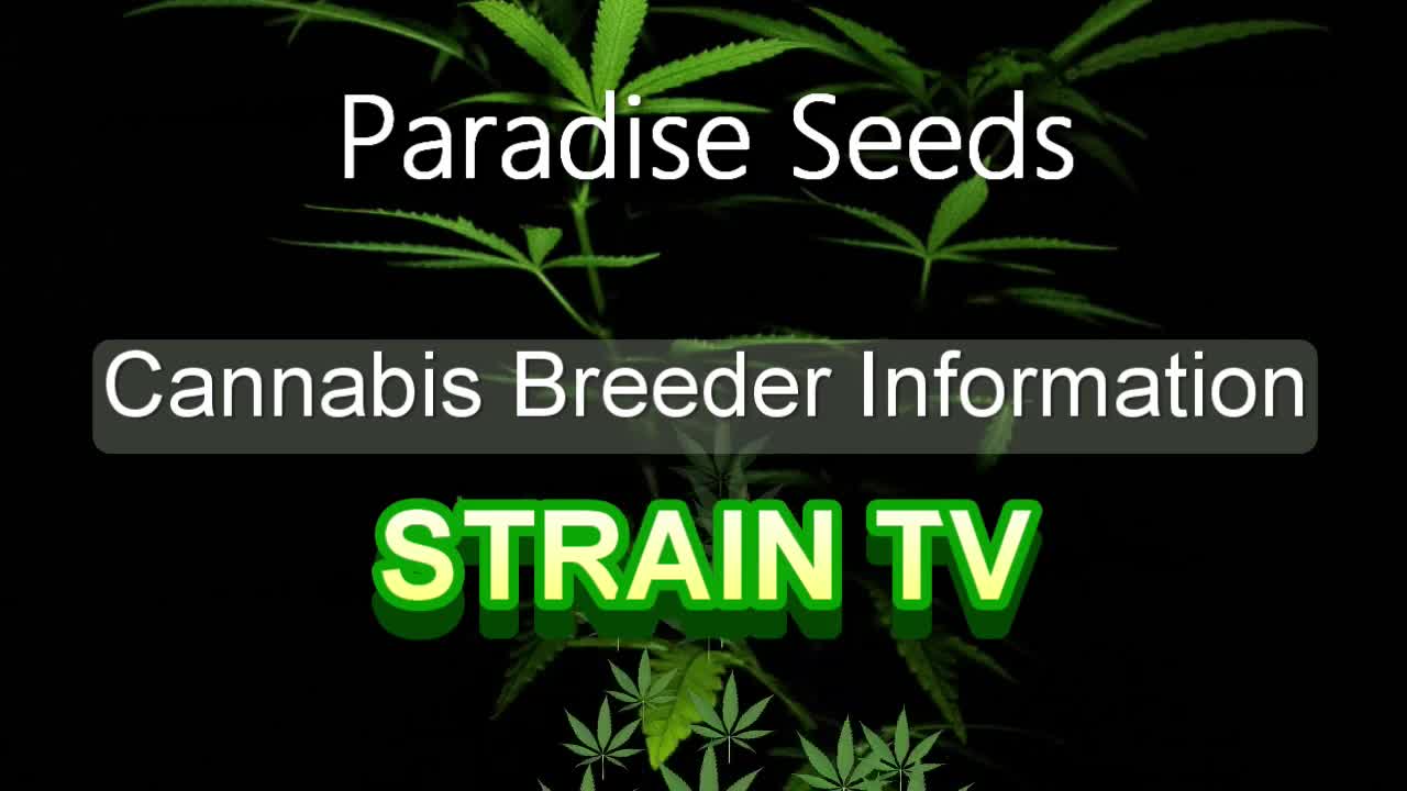 Paradise Seeds - Cannabis Strain Series - STRAIN TV