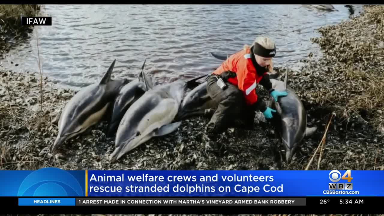 Stranded pod of dolphins rescued on Cape Cod