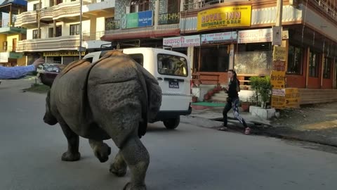 Unfortunately Rhino Came in the city