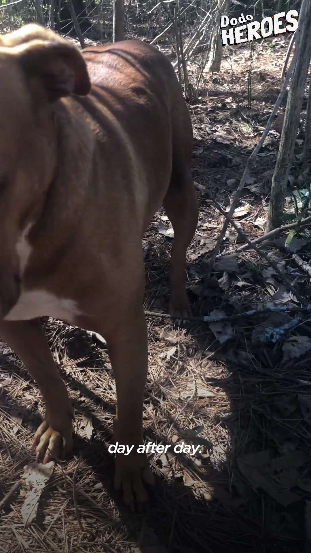 Woman goes out every day to gain a scared, stray pitties trust